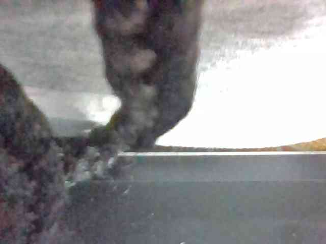 Josy-2