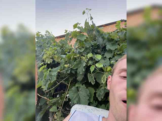 Alfaredmm