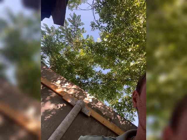 Alfaredmm