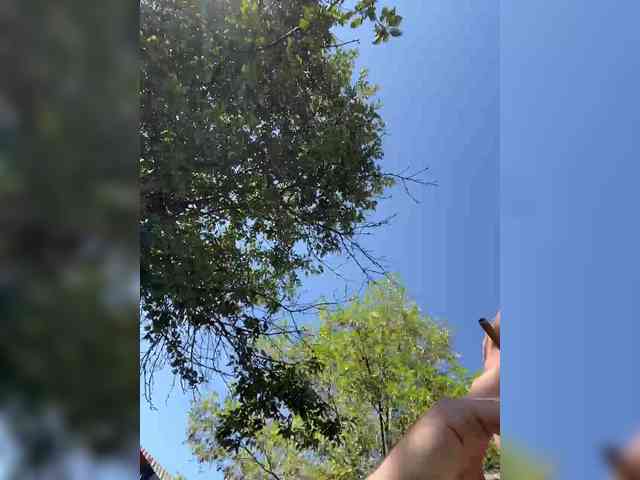 Alfaredmm