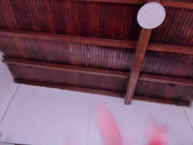 sophi-star webcam
