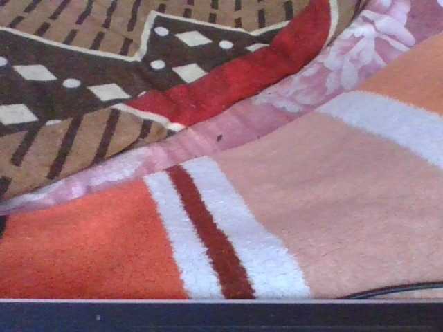 Phaniah1a live cam on BongaCams