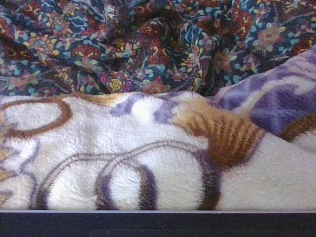 Phaniah1a live cam on BongaCams
