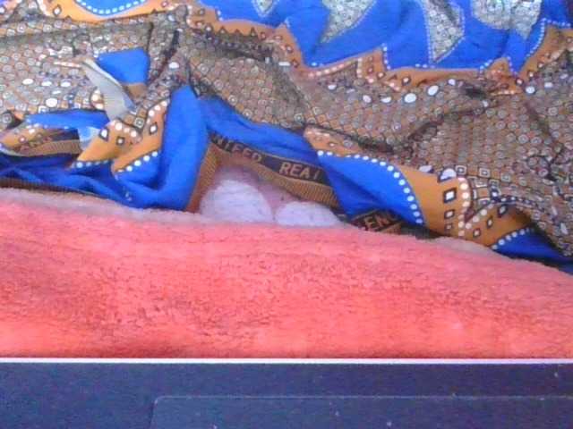Phaniah1a live cam on BongaCams