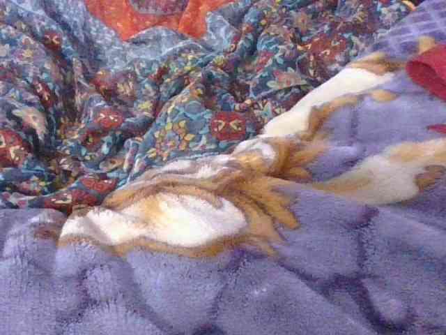 Phaniah1a webcam