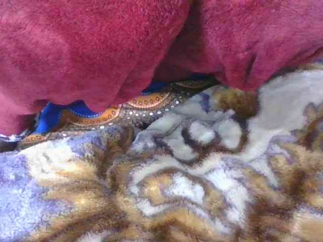 Phaniah1a webcam
