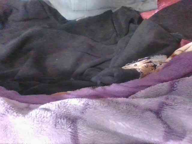 Phaniah1a webcam