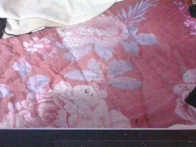 Phaniah1a webcam