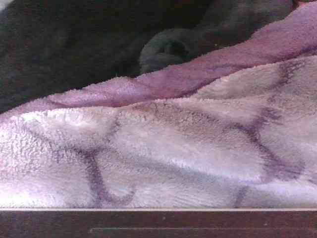 Phaniah1a webcam