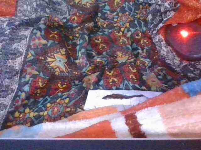 Phaniah1a webcam