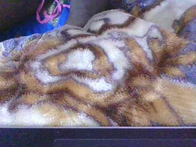 Phaniah1a webcam