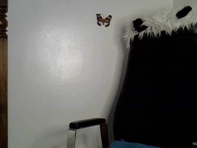 VelvetDesire live cam on BongaCams