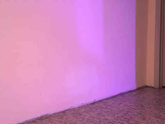 SeeShellman webcam