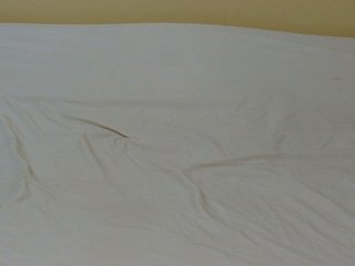 Petitebunni