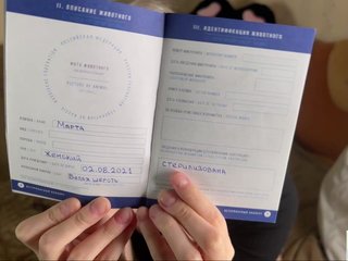 ialiceland Porn Show