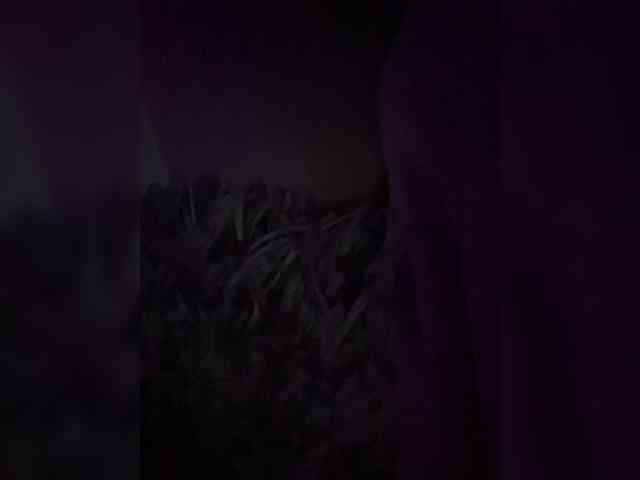 Azaleavolkova webcam