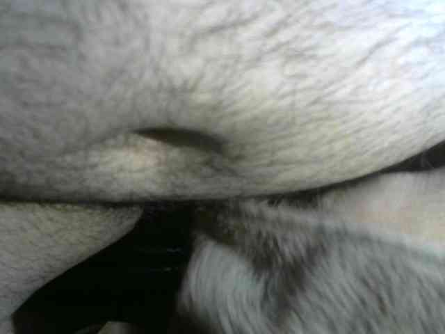 Cheapfart Live Webcam on BongaCams