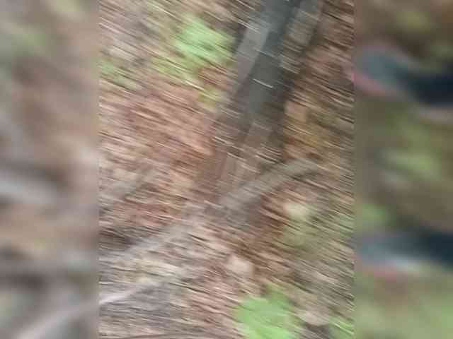 Horik