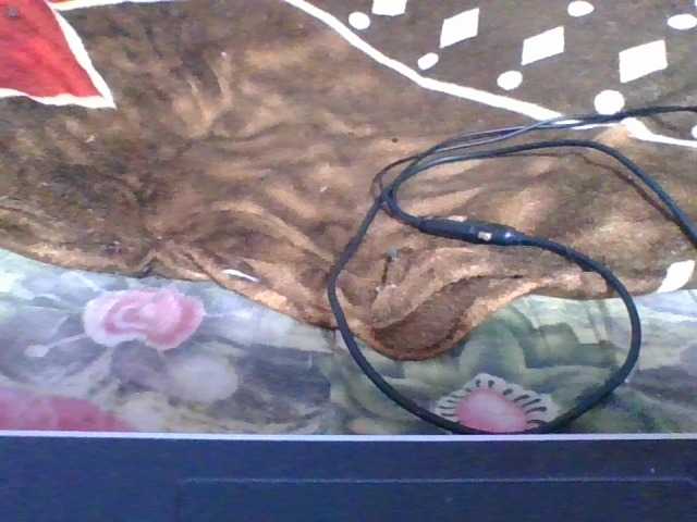 rosah1a live cam on BongaCams
