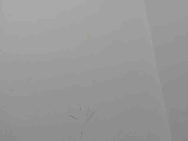 emily118 Live Webcam on BongaCams