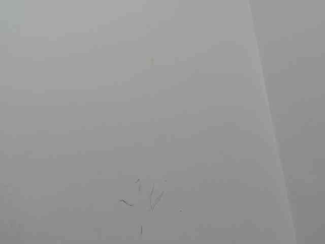 emily118 webcam