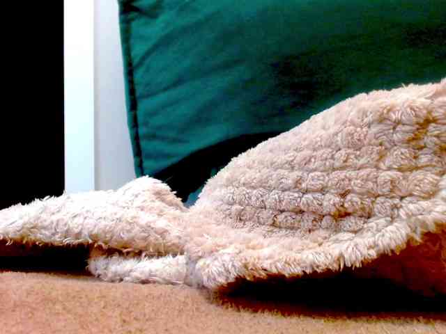 Flora483