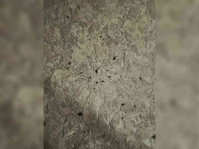 Basilii2324