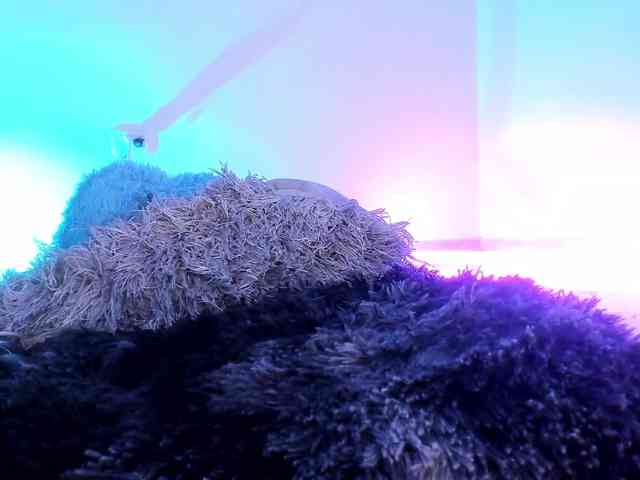 Daleshkaa