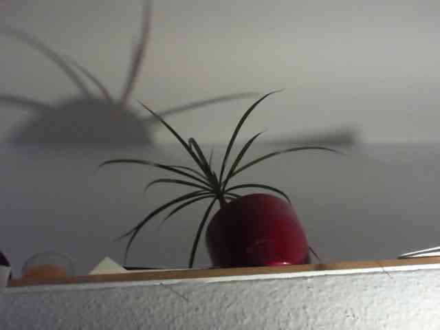 Terainkognito Sex Cam Show