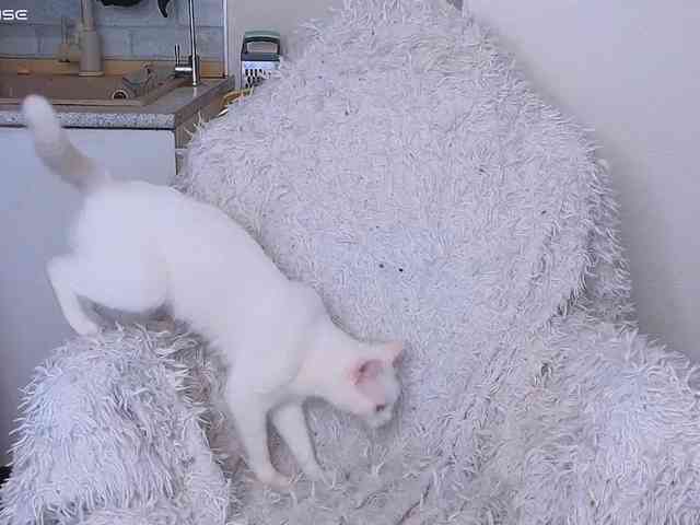 softifocus webcam