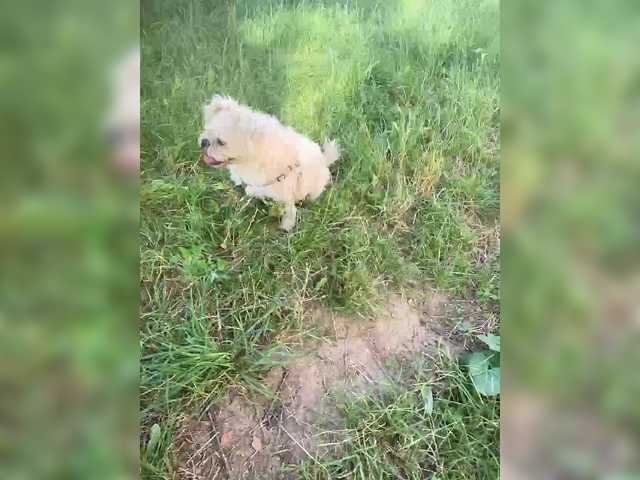 Sex-mia