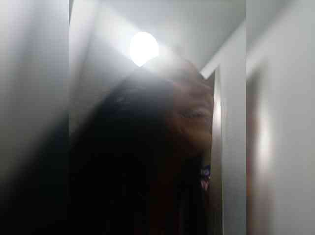 AdaraBell