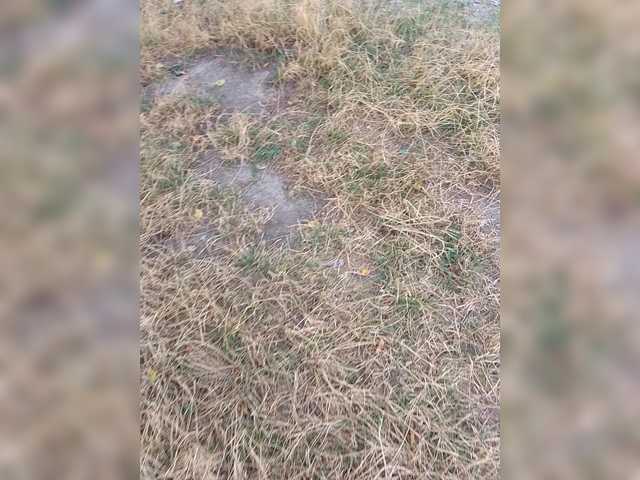 Allisa769