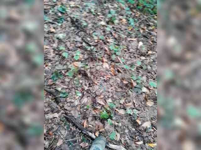 Allisa769