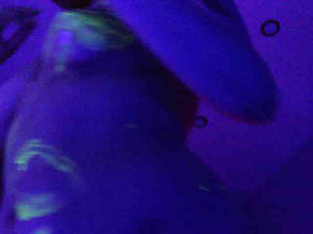 pollymorph webcam