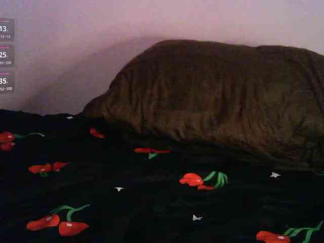 pollymorph webcam