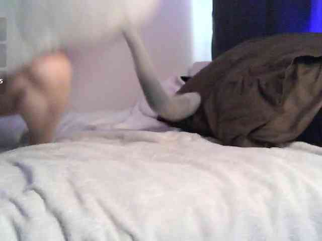 pollymorph webcam
