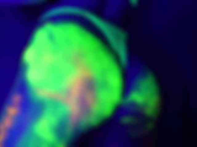 pollymorph webcam
