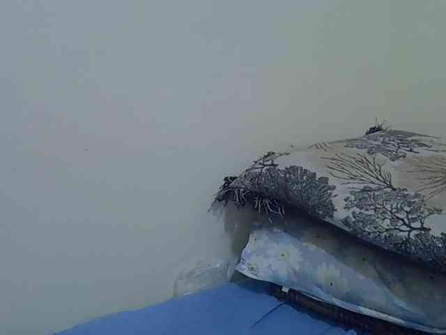 cuddlecanvas webcam