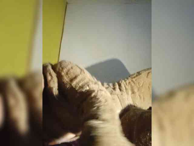 Pareja1109 webcam