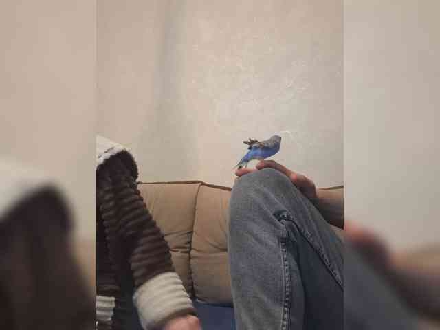 DARINA8 webcam