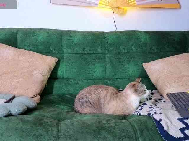 Brielaveneno webcam