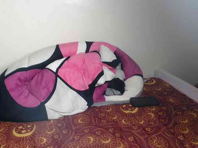 Petitebeauty webcam
