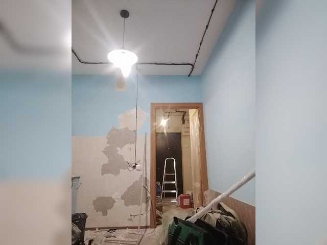 Tiler-cat