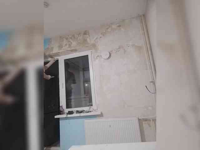 Tiler-cat