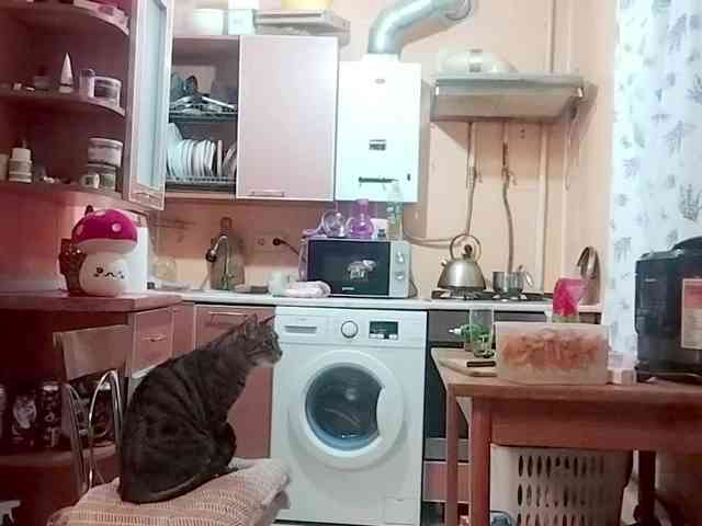 Tiler-cat