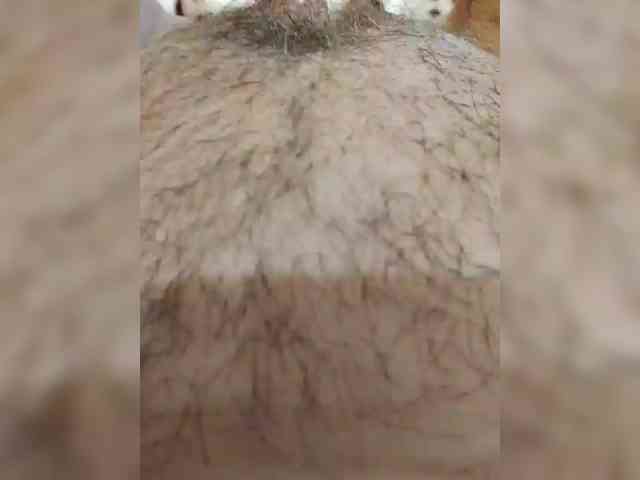 bulochka733 webcam