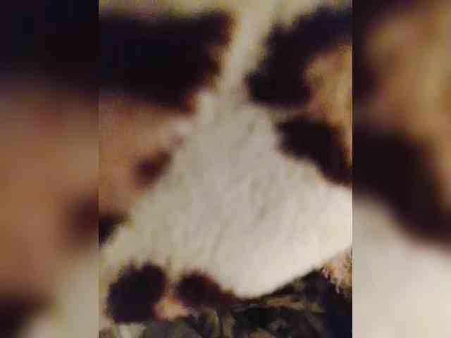 bulochka733 webcam