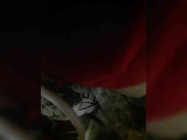 bulochka733 webcam