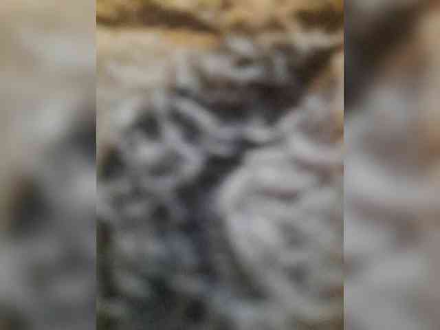 bulochka733 webcam